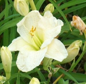 Hemerocallis 'Gentle Shepherd' C4 - afbeelding 5