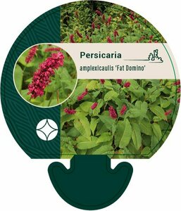 Persicaria amplexicaulis 'Fat Domino' P9