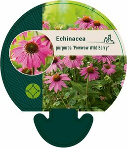 Echinacea purpurea 'Powwow Wild Berry' P9 - afbeelding 5