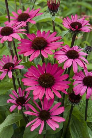 Echinacea purpurea 'Powwow Wild Berry' P9 - afbeelding 1