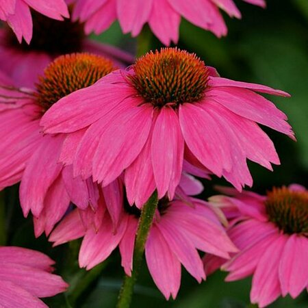 Echinacea purpurea 'Powwow Wild Berry' P9 - afbeelding 3