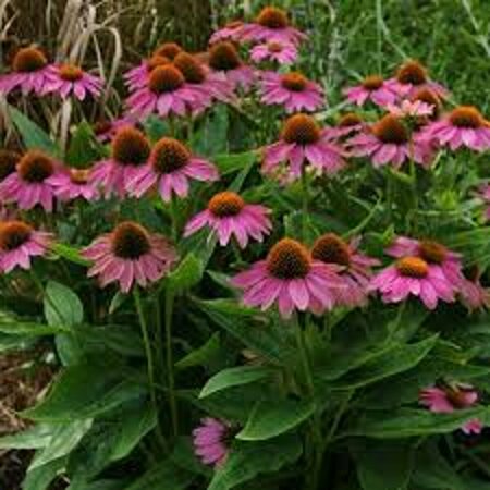 Echinacea purpurea 'Powwow Wild Berry' P9 - afbeelding 4