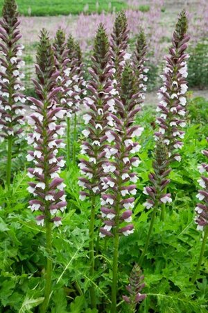 Acanthus hungaricus 'White Lips' P9 - afbeelding 2
