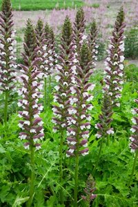 Acanthus hungaricus 'White Lips' P9 - afbeelding 2