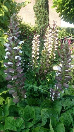 Acanthus hungaricus 'White Lips' P9 - afbeelding 1