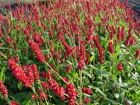 Persicaria amplexicaulis 'Taurus' P9 - afbeelding 2
