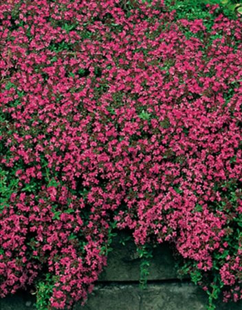 Thymus praecox 'Coccineus' P9 - afbeelding 2