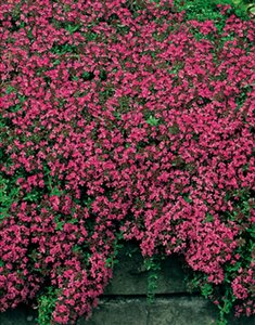 Thymus praecox 'Coccineus' P9