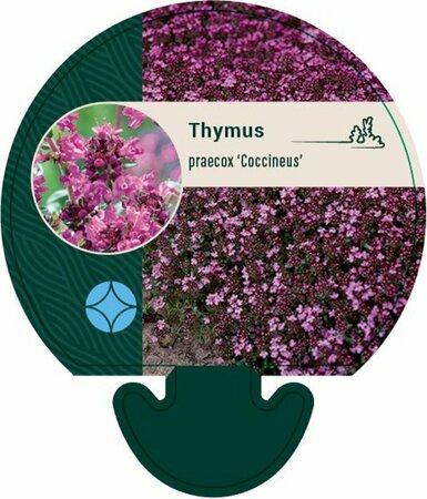 Thymus praecox 'Coccineus' P9 - afbeelding 1