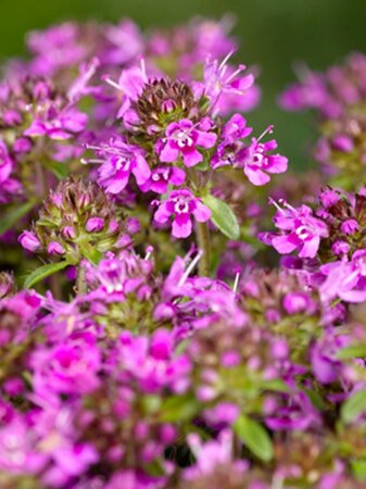 Thymus praecox 'Coccineus' P9 - afbeelding 3