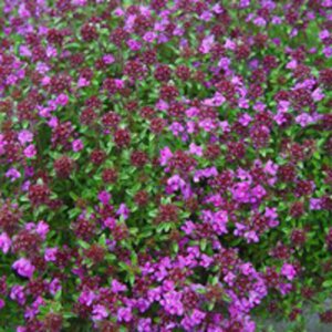 Thymus praecox 'Minor' P9 - afbeelding 2