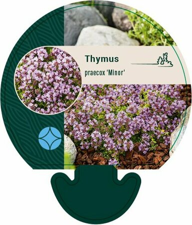 Thymus praecox 'Minor' P9 - afbeelding 5