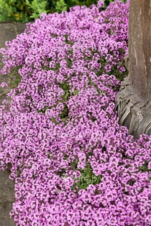 Thymus praecox 'Minor' P9 - afbeelding 3