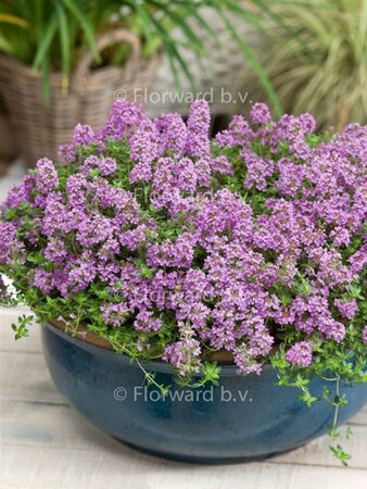 Thymus praecox 'Minor' P9 - afbeelding 4