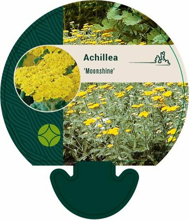 Achillea 'Moonshine' P9 - afbeelding 3