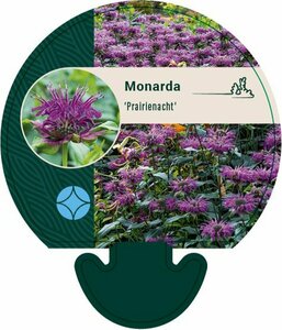 Monarda 'Prärienacht' P9 - afbeelding 4