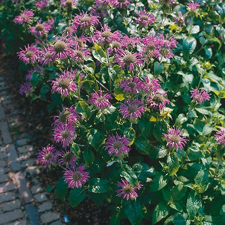 Monarda 'Prärienacht' P9 - afbeelding 3