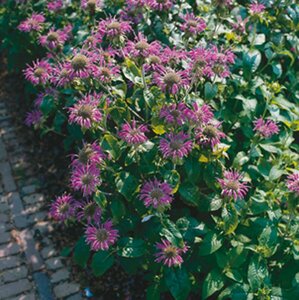 Monarda 'Prärienacht' P9 - afbeelding 3