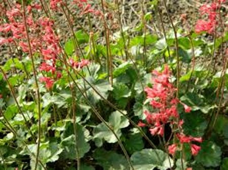 Heuchera 'Pluie de Feu' P9 - afbeelding 1