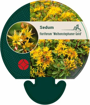 Sedum floriferum 'Weihenstephaner Gold' P9 - afbeelding 1