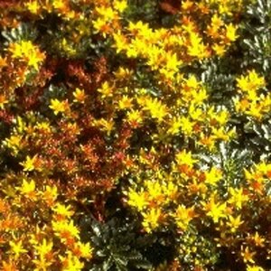 Sedum floriferum 'Weihenstephaner Gold' P9 - afbeelding 4