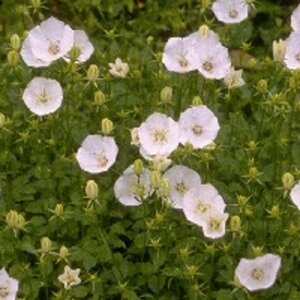 Campanula carpatica 'Weisse Clips' P9 - afbeelding 2