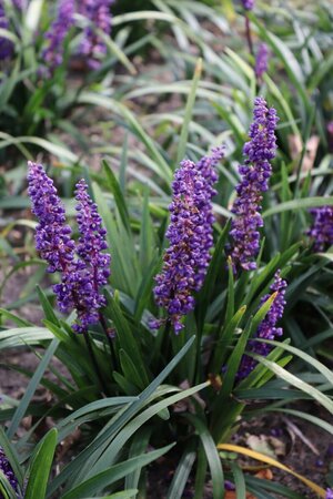 Liriope muscari 'Royal Purple' P9 - afbeelding 6