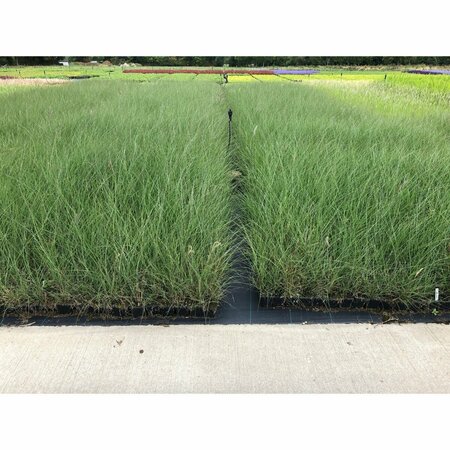 Miscanthus sinensis 'Silberfeder' P9 - afbeelding 8