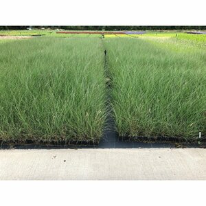 Miscanthus sinensis 'Silberfeder' P9 - afbeelding 8