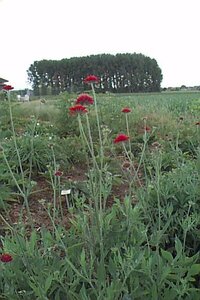 Knautia macedonica P9