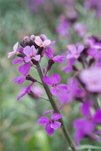 Erysimum 'Bowles' Mauve' P9 - afbeelding 6