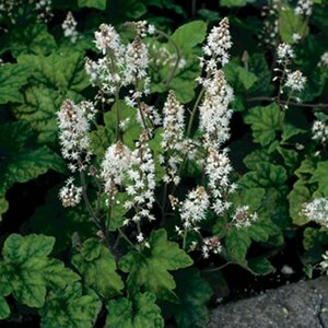 Tiarella wherryi P9 - afbeelding 3
