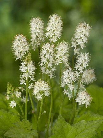 Tiarella wherryi P9 - afbeelding 4