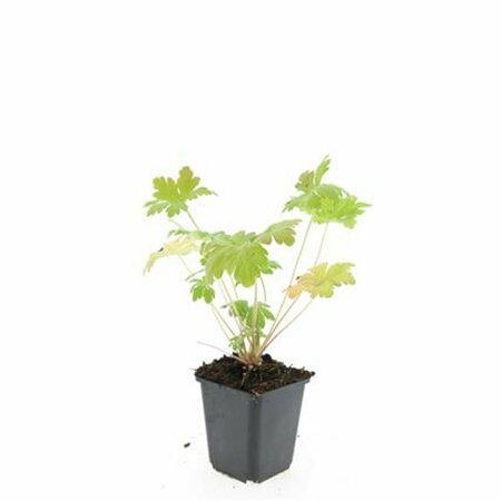 Geranium macrorrhizum 'Spessart' P9 - afbeelding 2