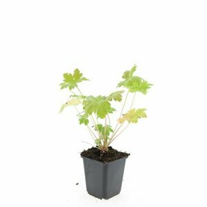 Geranium macrorrhizum 'Spessart' P9 - afbeelding 2