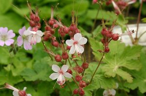 Geranium macrorrhizum 'Spessart' P9