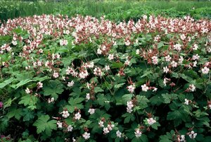 Geranium macrorrhizum 'Spessart' P9 - afbeelding 5
