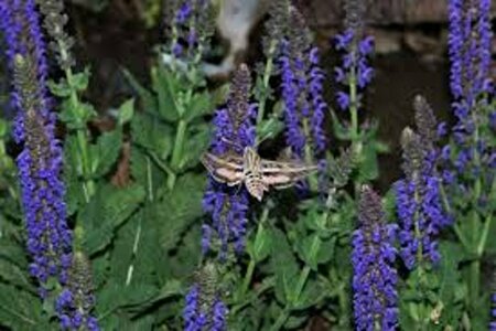 Salvia nemorosa 'Mainacht' P9 - afbeelding 2