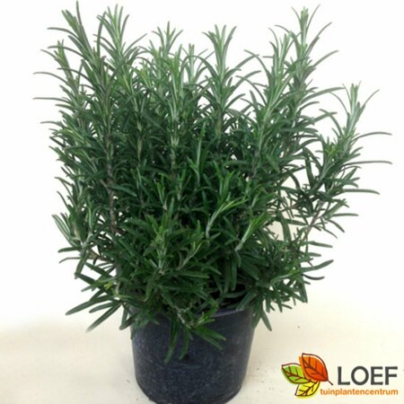 Rosmarinus officinalis P9 - afbeelding 3