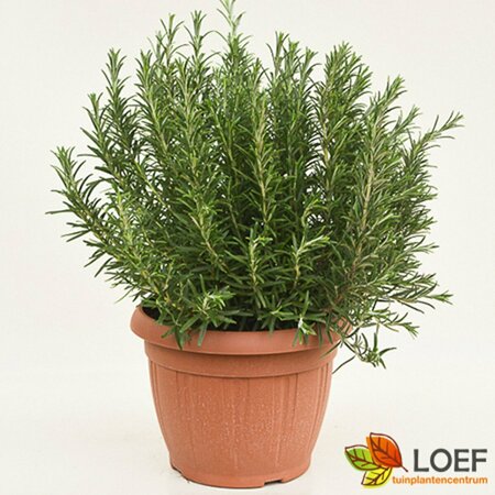 Rosmarinus officinalis P9 - afbeelding 12