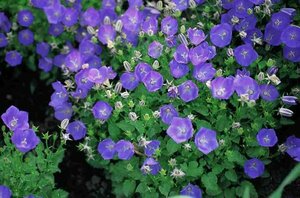 Campanula carpatica 'Blaue Clips' P9