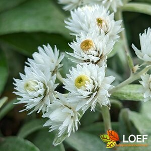 Anaphalis tripl. 'Sommerschnee' P9