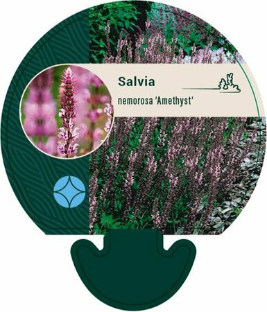 Salvia nemorosa 'Amethyst' P9 - afbeelding 2