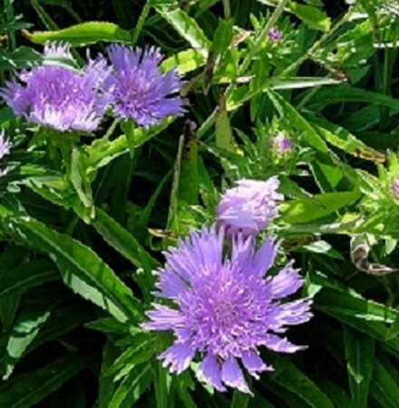 Stokesia laevis P9 - afbeelding 4