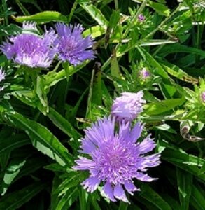 Stokesia laevis P9 - afbeelding 4