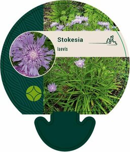Stokesia laevis P9 - afbeelding 3