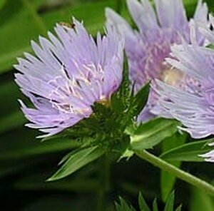 Stokesia laevis P9 - afbeelding 5