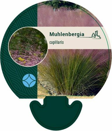 Muhlenbergia capillaris P9 - afbeelding 1