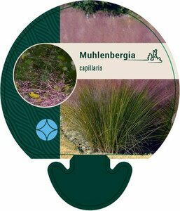 Muhlenbergia capillaris P9