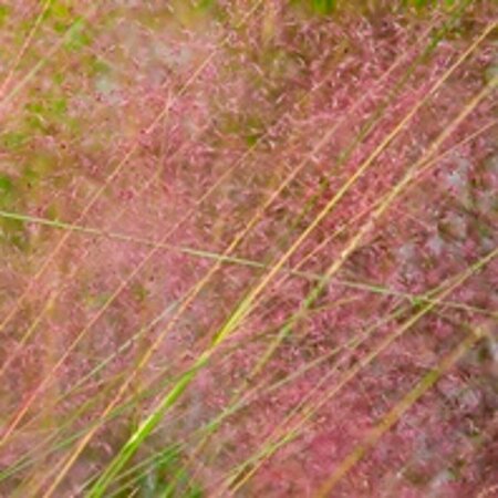 Muhlenbergia capillaris P9 - afbeelding 2